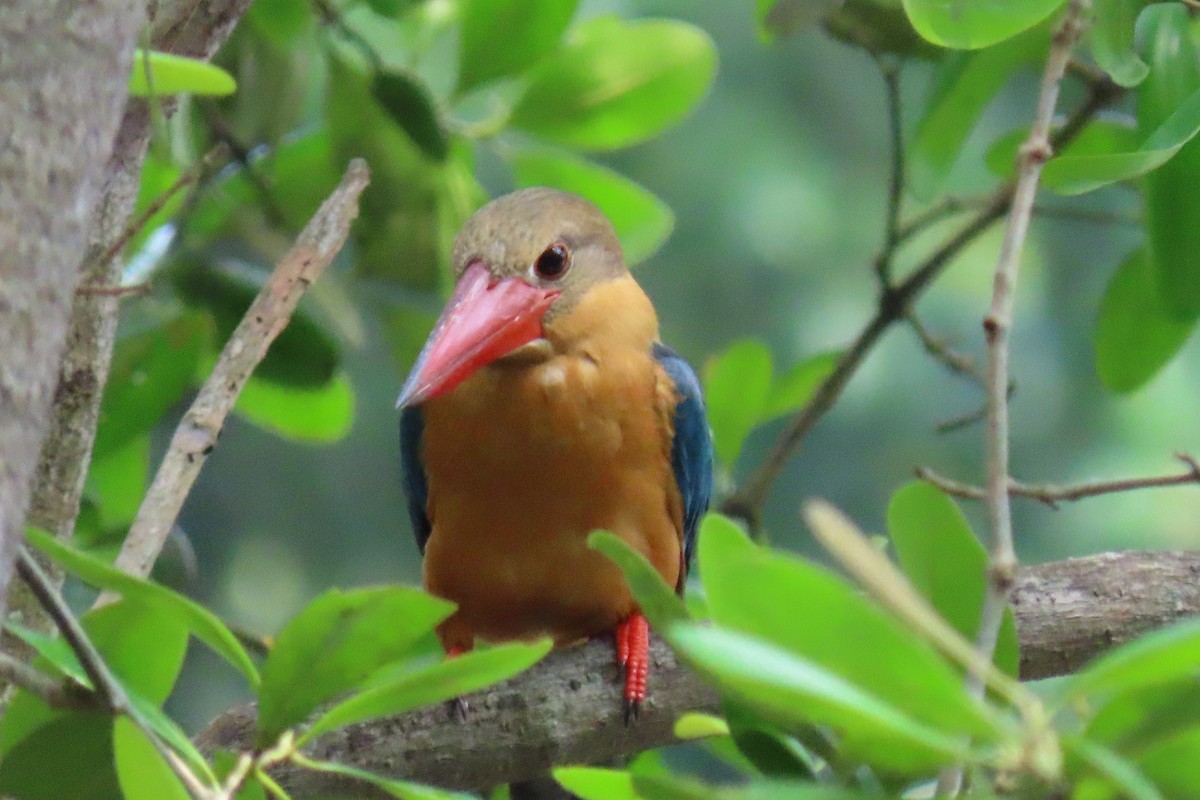 Stork-billed Kingfisher - ML372639411