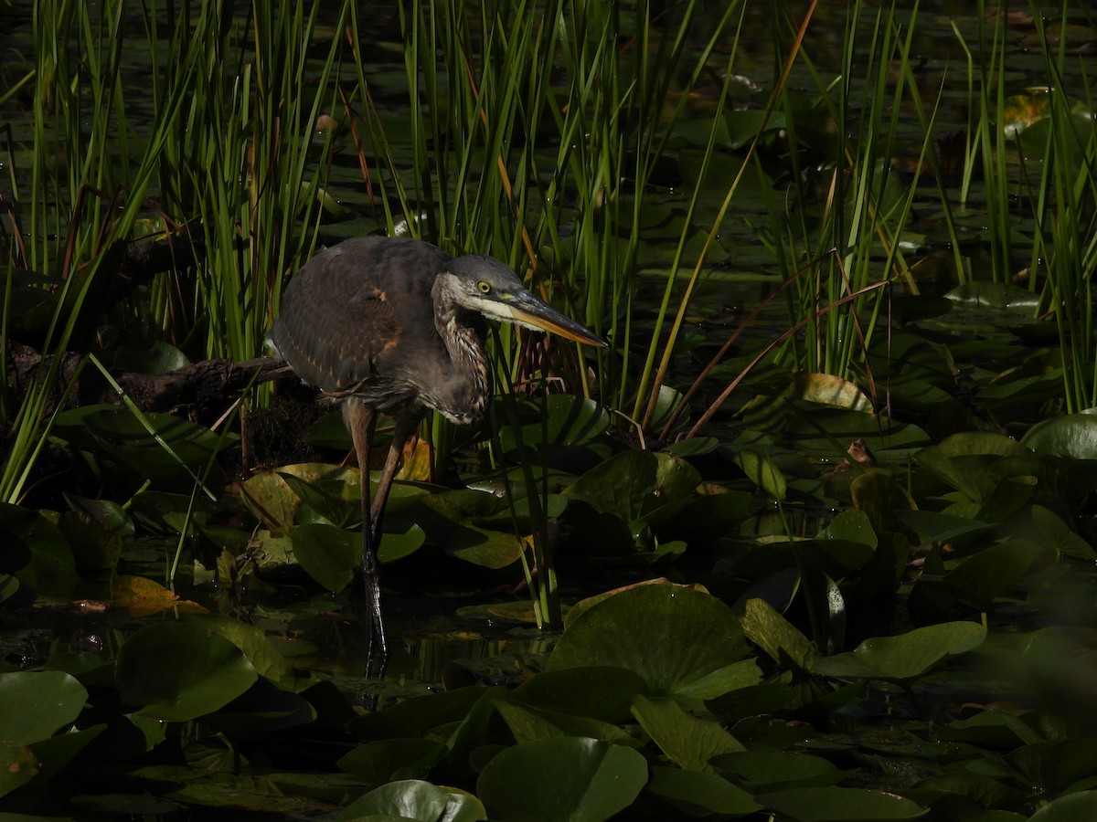 Great Blue Heron - ML372640001