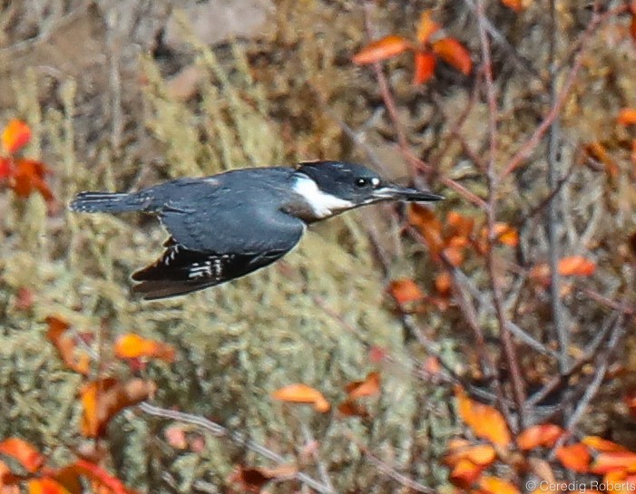 Belted Kingfisher - ML372640661