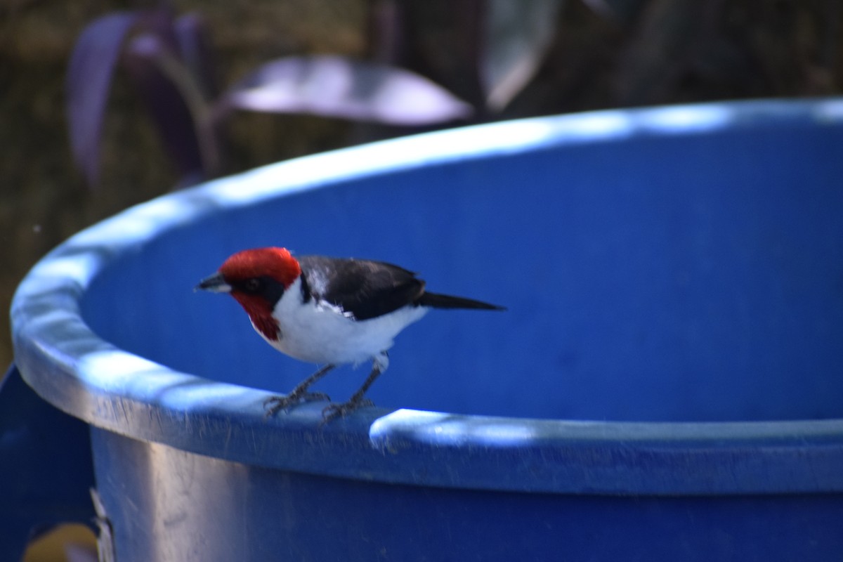 Masked Cardinal - ML372640981