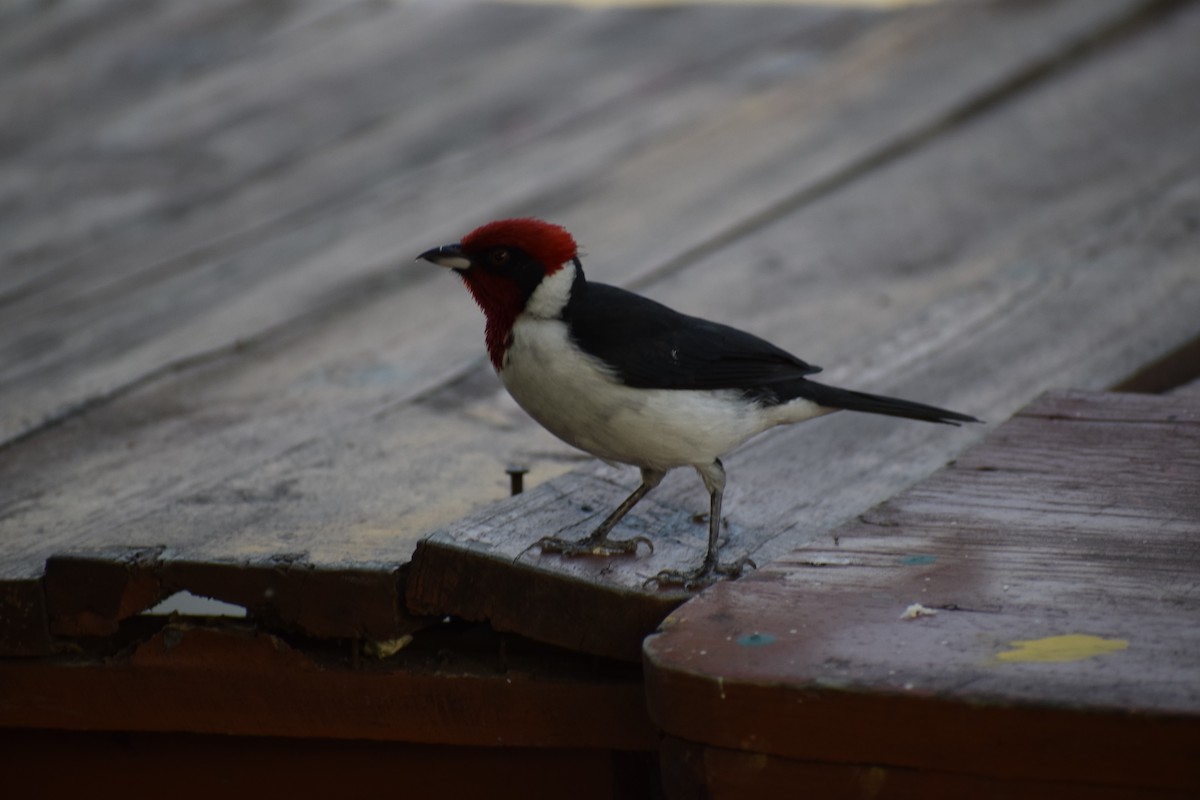 Masked Cardinal - ML372640991