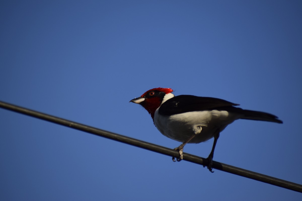 Masked Cardinal - ML372641001