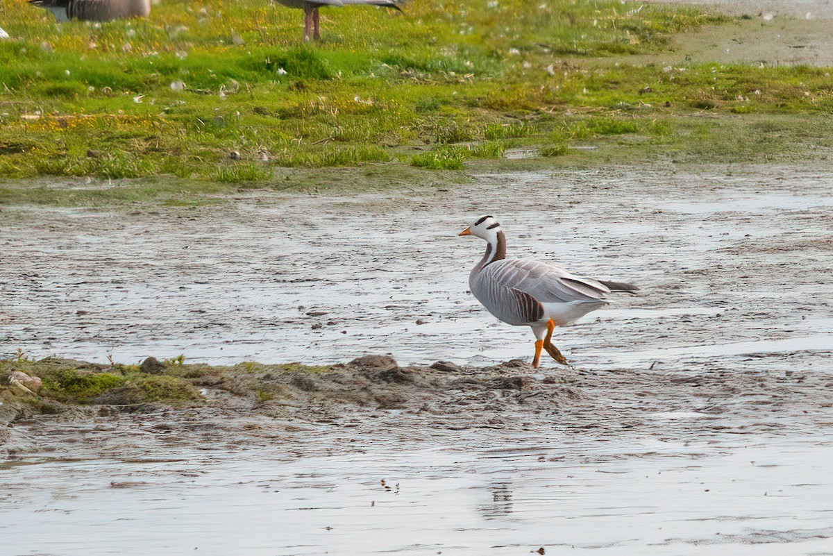 Bar-headed Goose - ML372641101