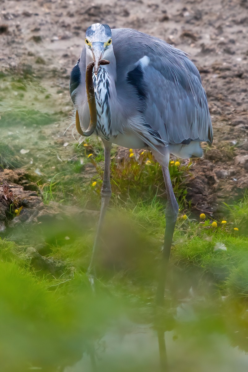 Gray Heron - ML372641671