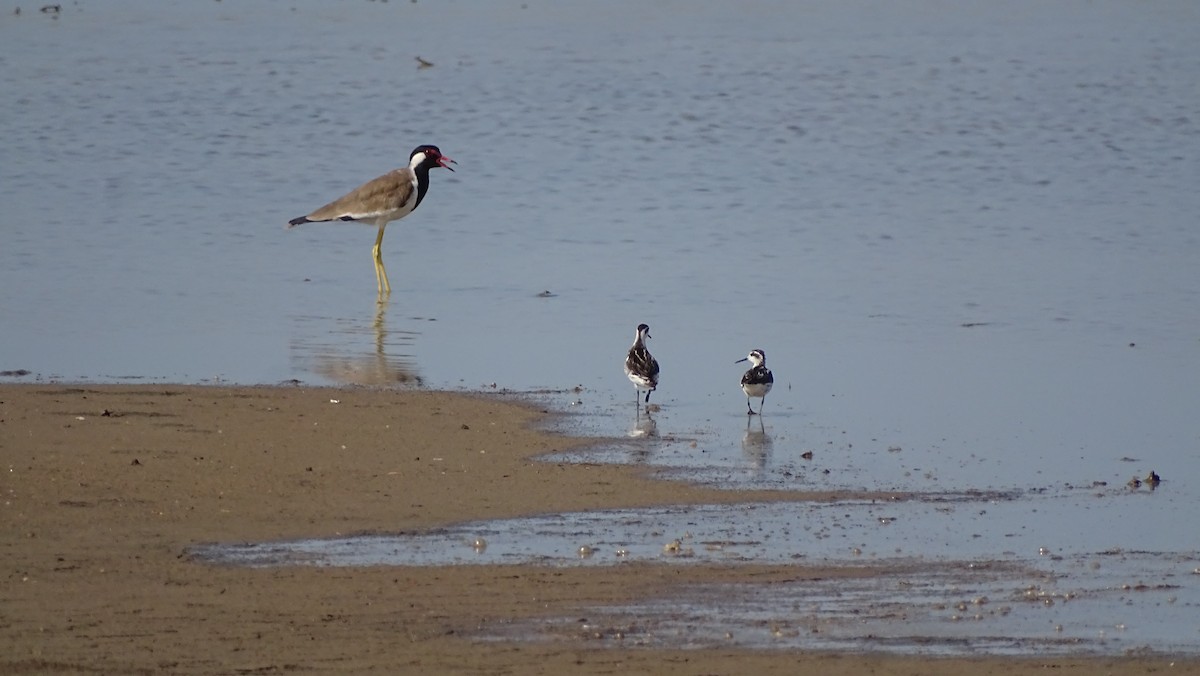 Red-necked Phalarope - ML372642371