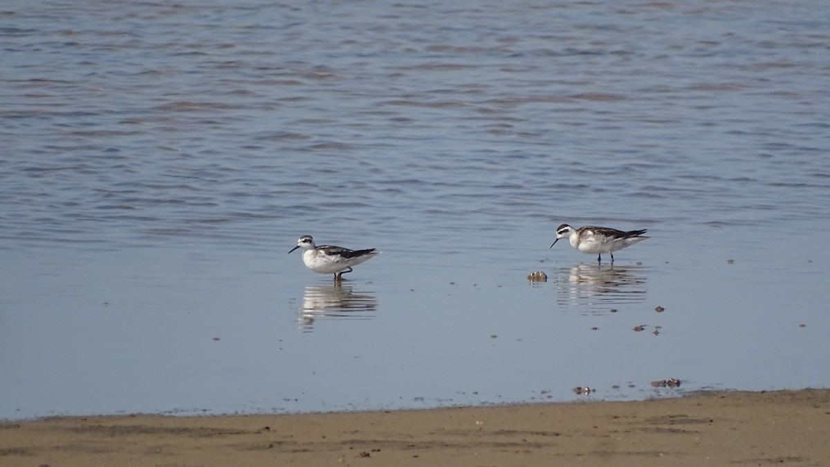 Phalarope à bec étroit - ML372642391