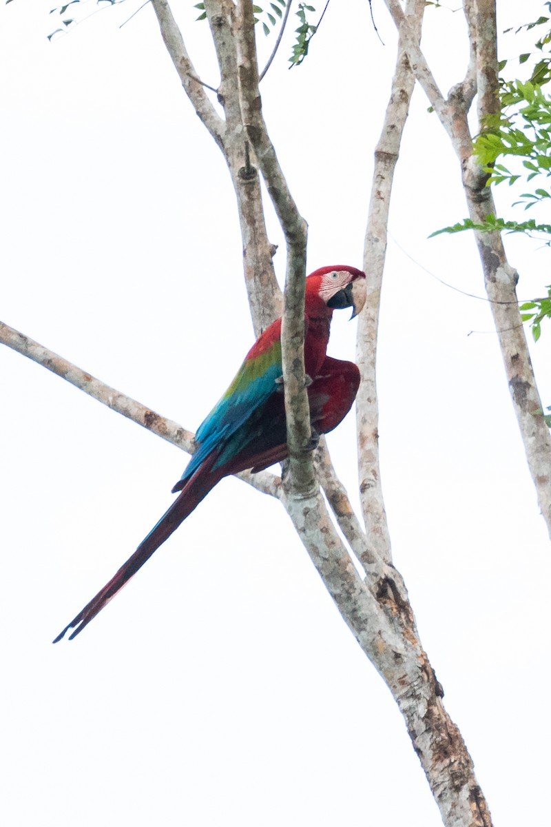 Guacamayo Aliverde - ML372643001