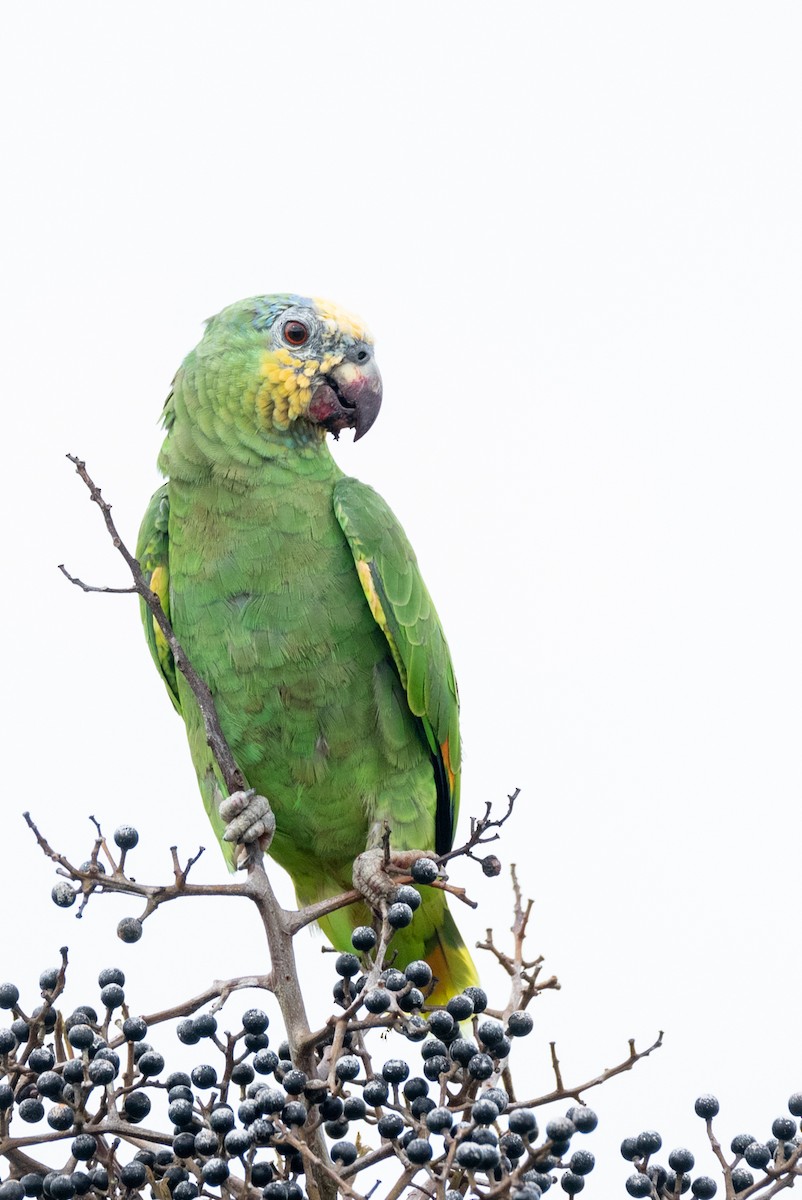 Orange-winged Parrot - ML372643201