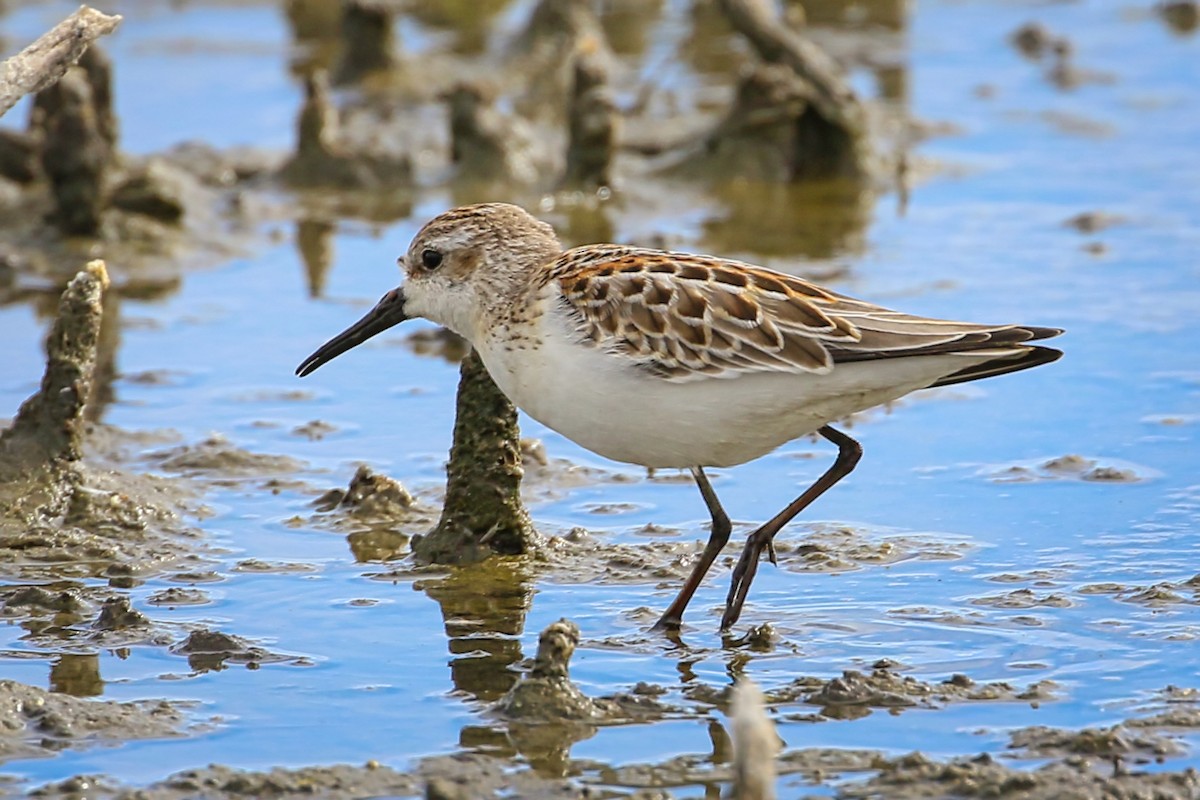 Western Sandpiper - ML372643461