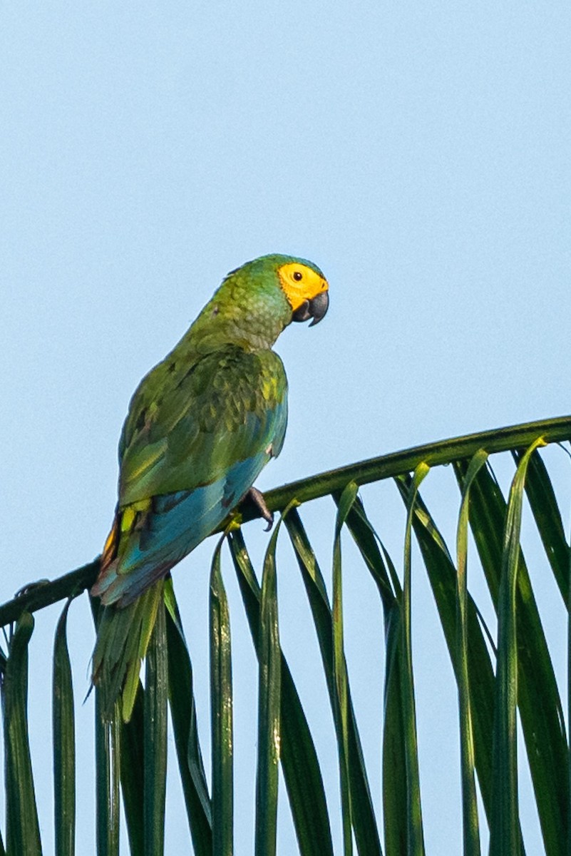 Guacamayo Ventrirrojo - ML372644101