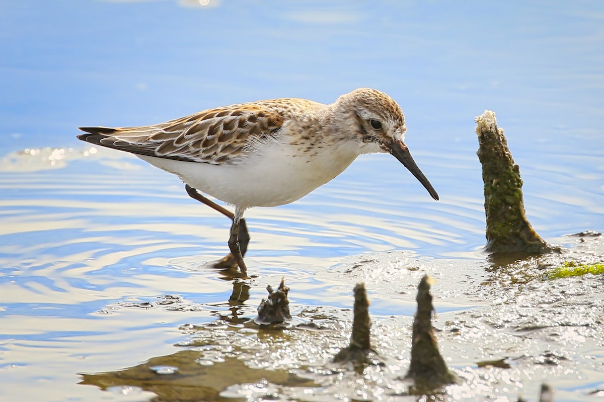 Western Sandpiper - ML372644681