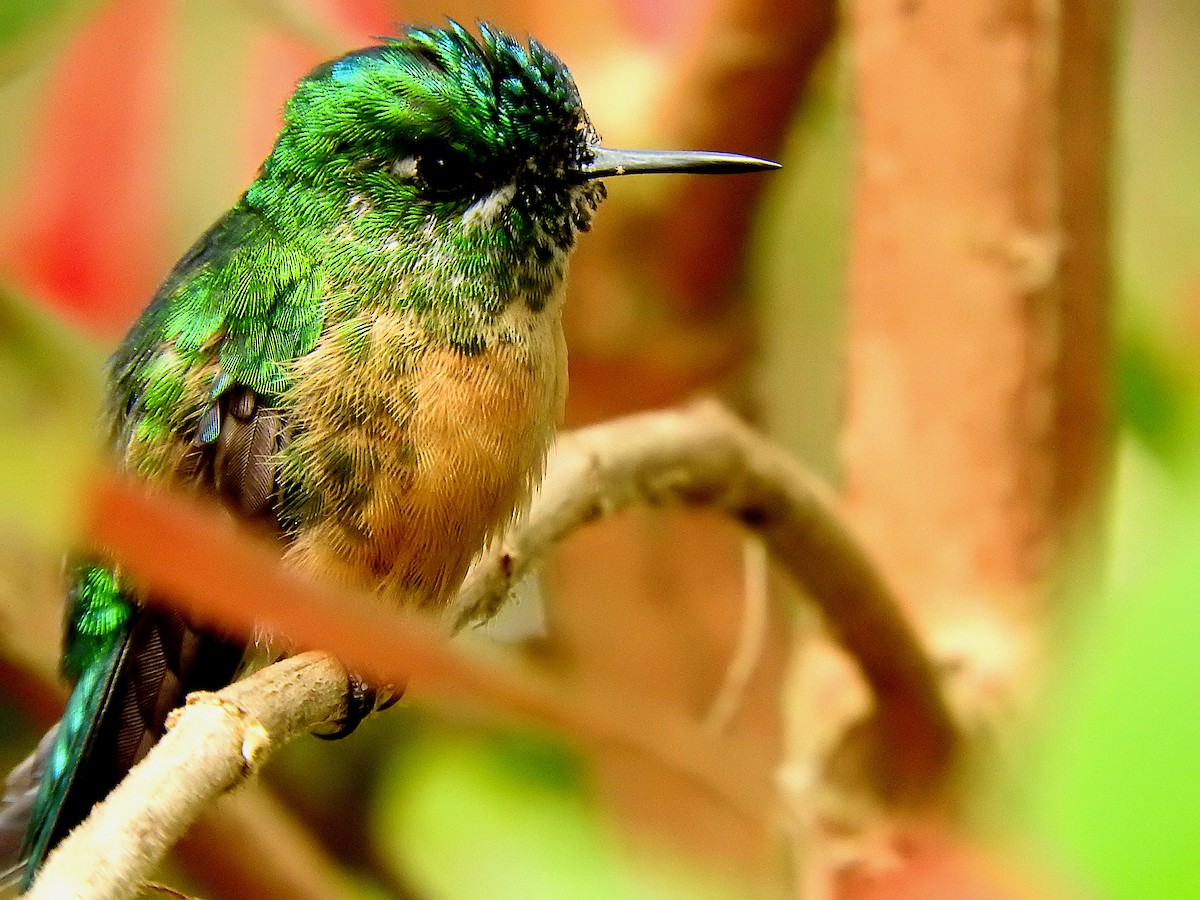 Long-tailed Sylph - ML372645221
