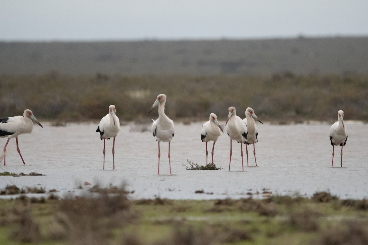 Maguari Stork - ML372645391