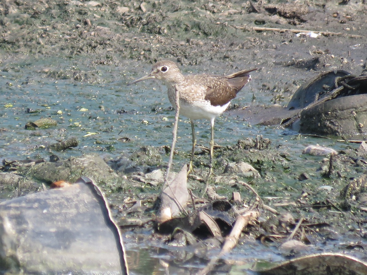 Solitary Sandpiper - ML372645551