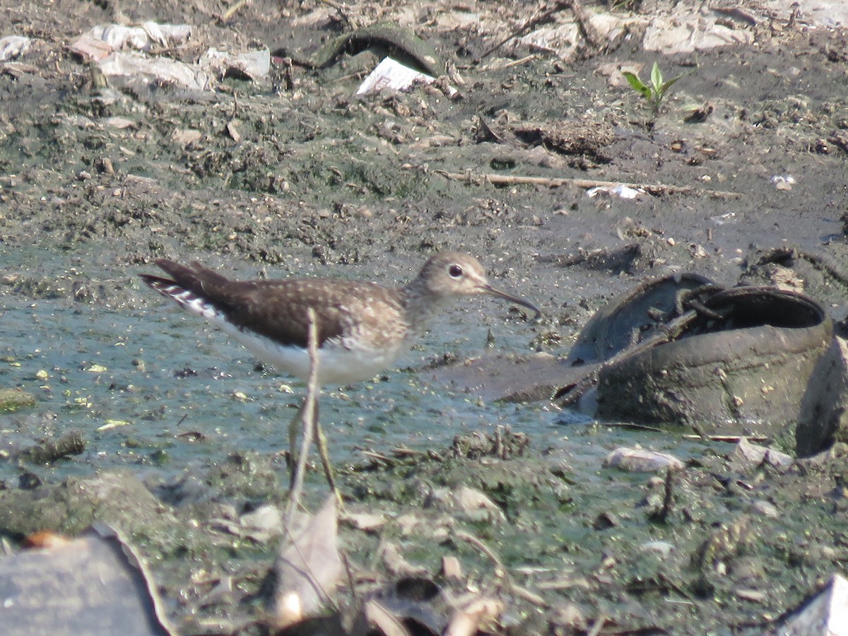 Solitary Sandpiper - ML372645571