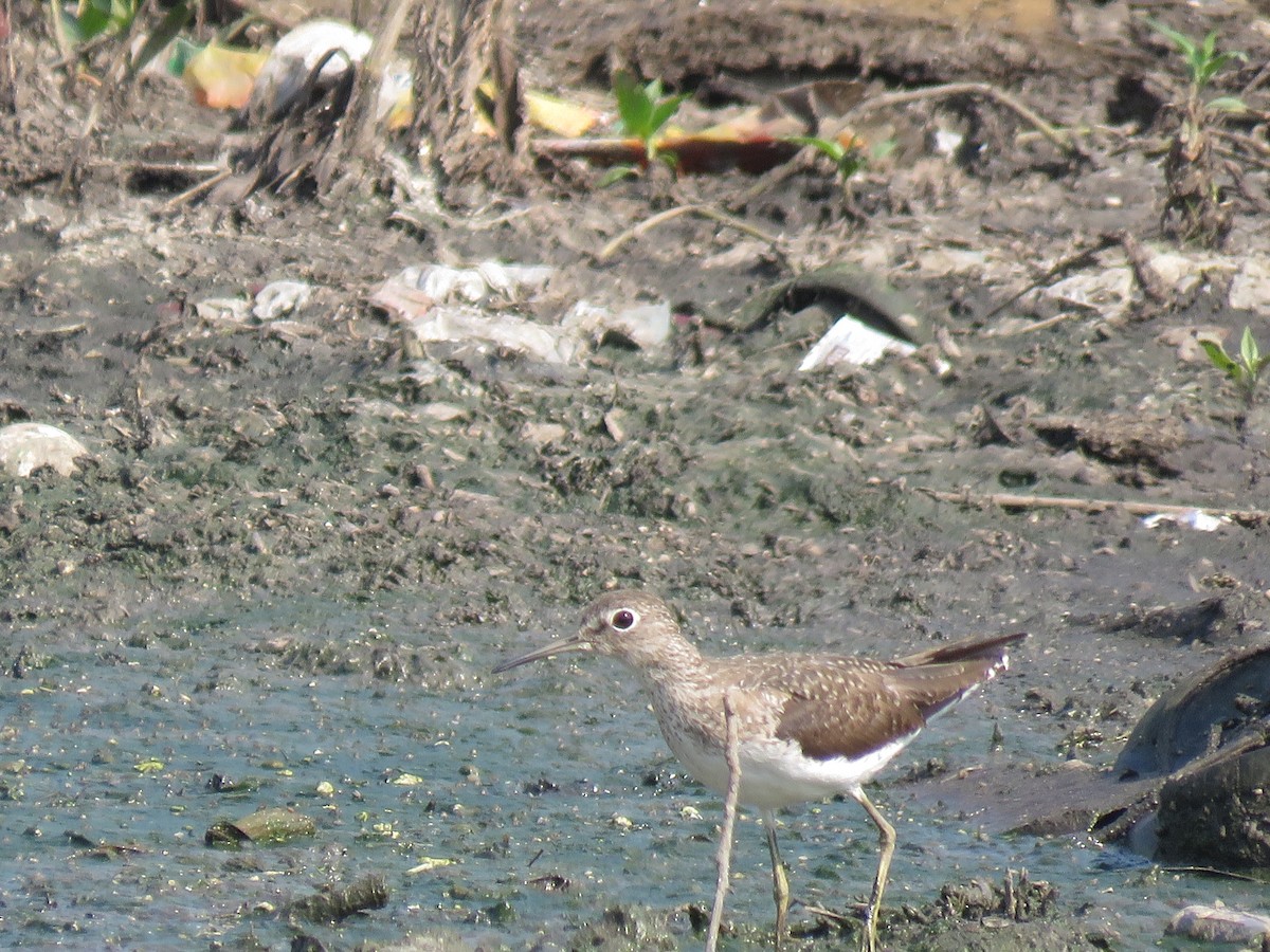 Solitary Sandpiper - ML372645581