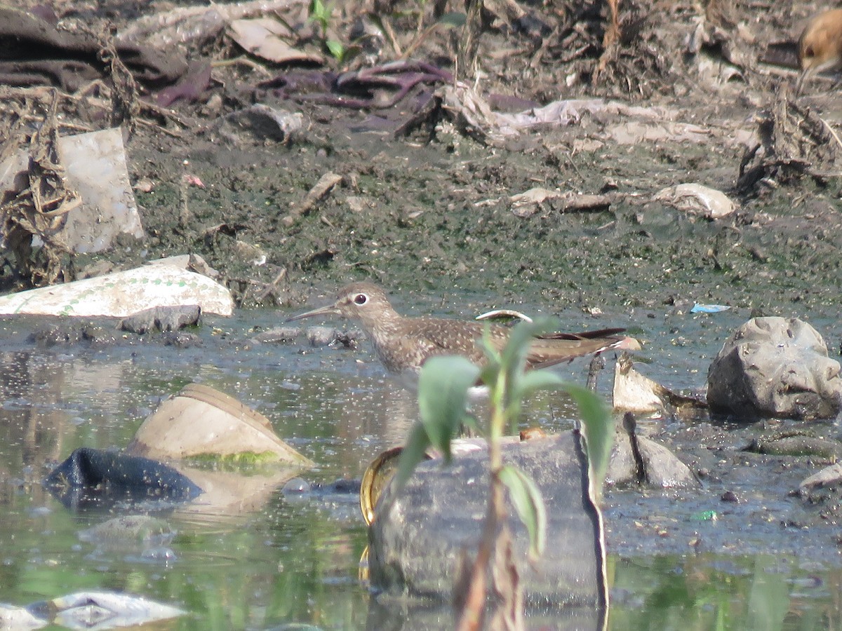 Solitary Sandpiper - ML372645781