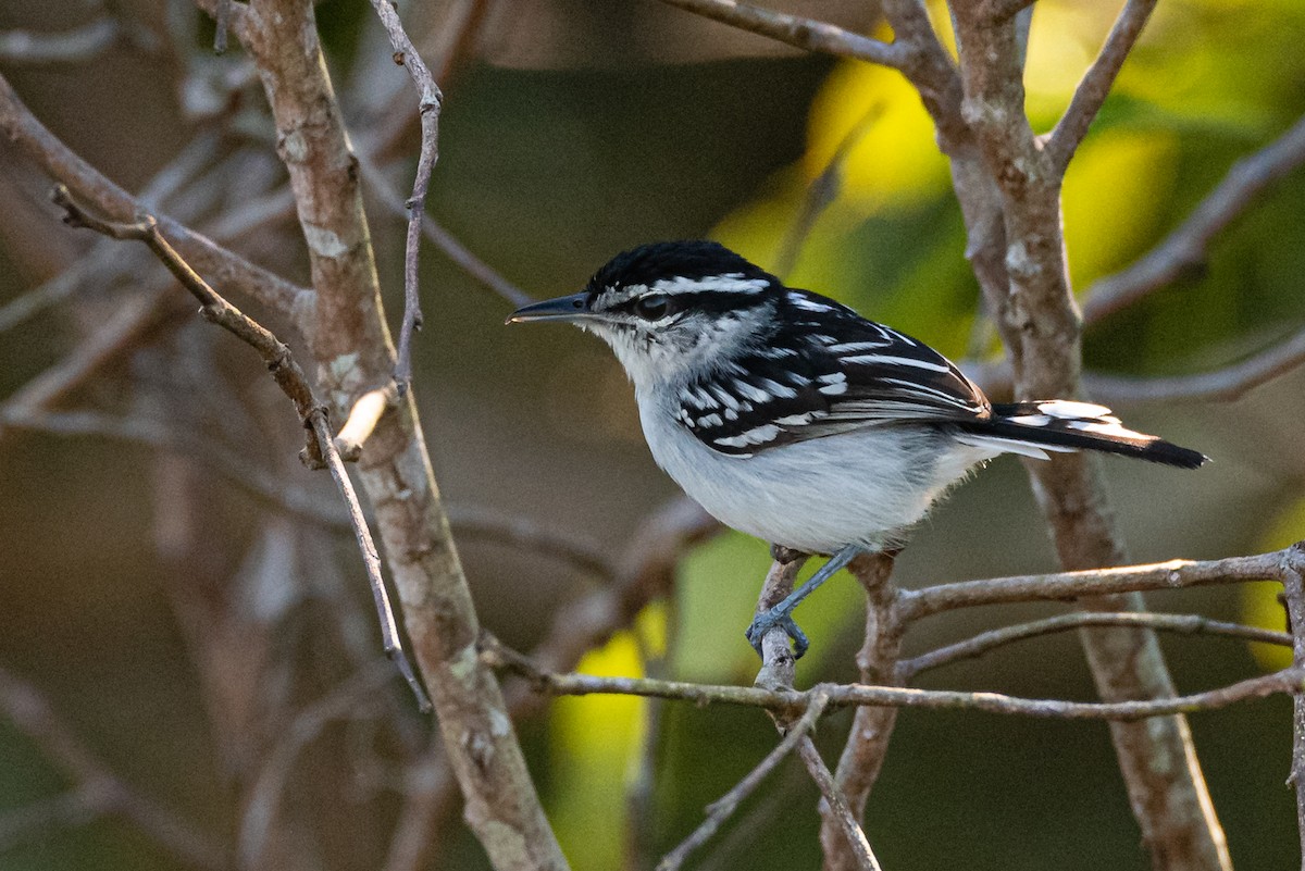 Spot-backed Antwren - Ralph Hatt