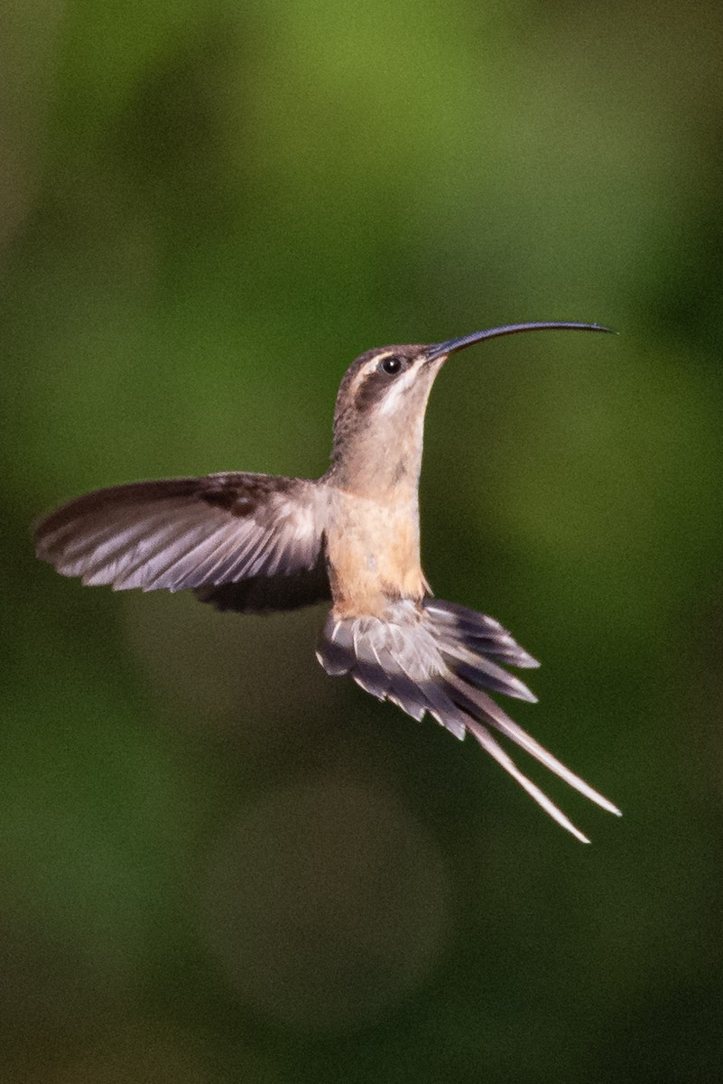 Long-tailed Hermit - ML372649881