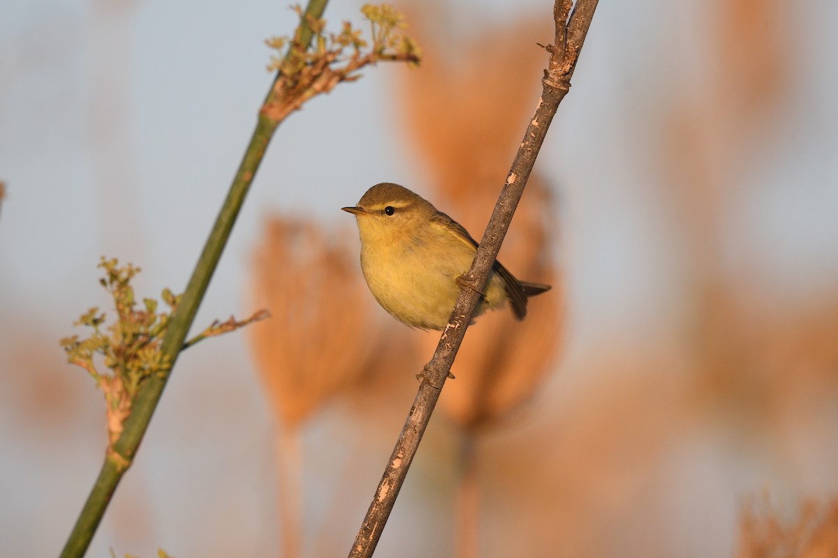 Willow Warbler - ML372649891