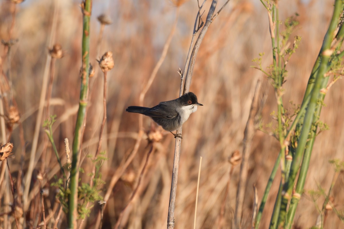 Sardinian Warbler - Santiago Caballero Carrera