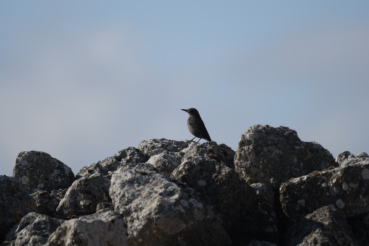 Blue Rock-Thrush - Santiago Caballero Carrera