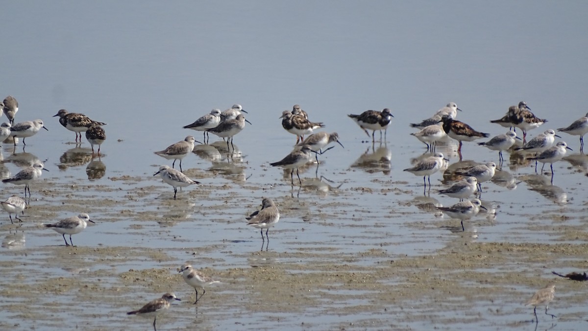 Curlew Sandpiper - ML372650301