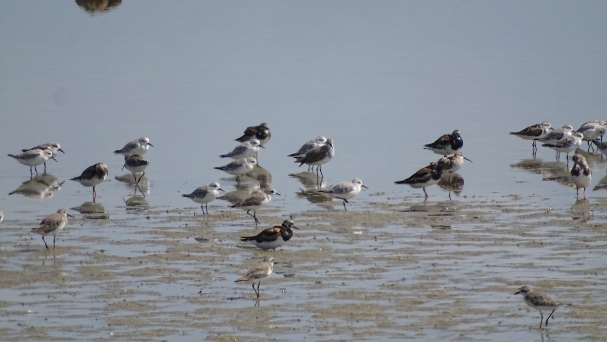 Bécasseau sanderling - ML372650431