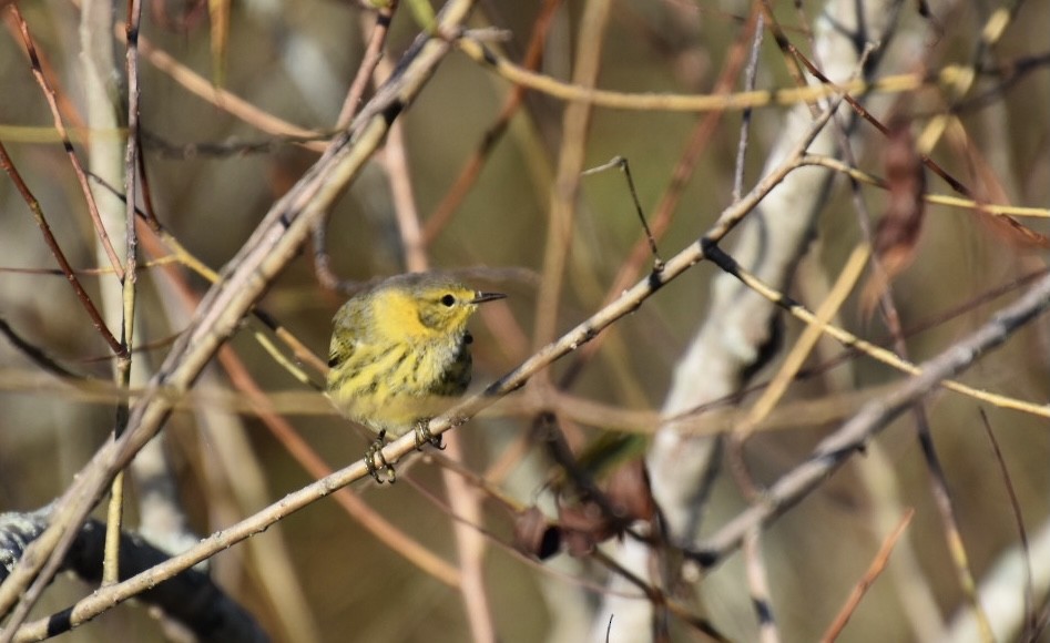 Cape May Warbler - ML372651181