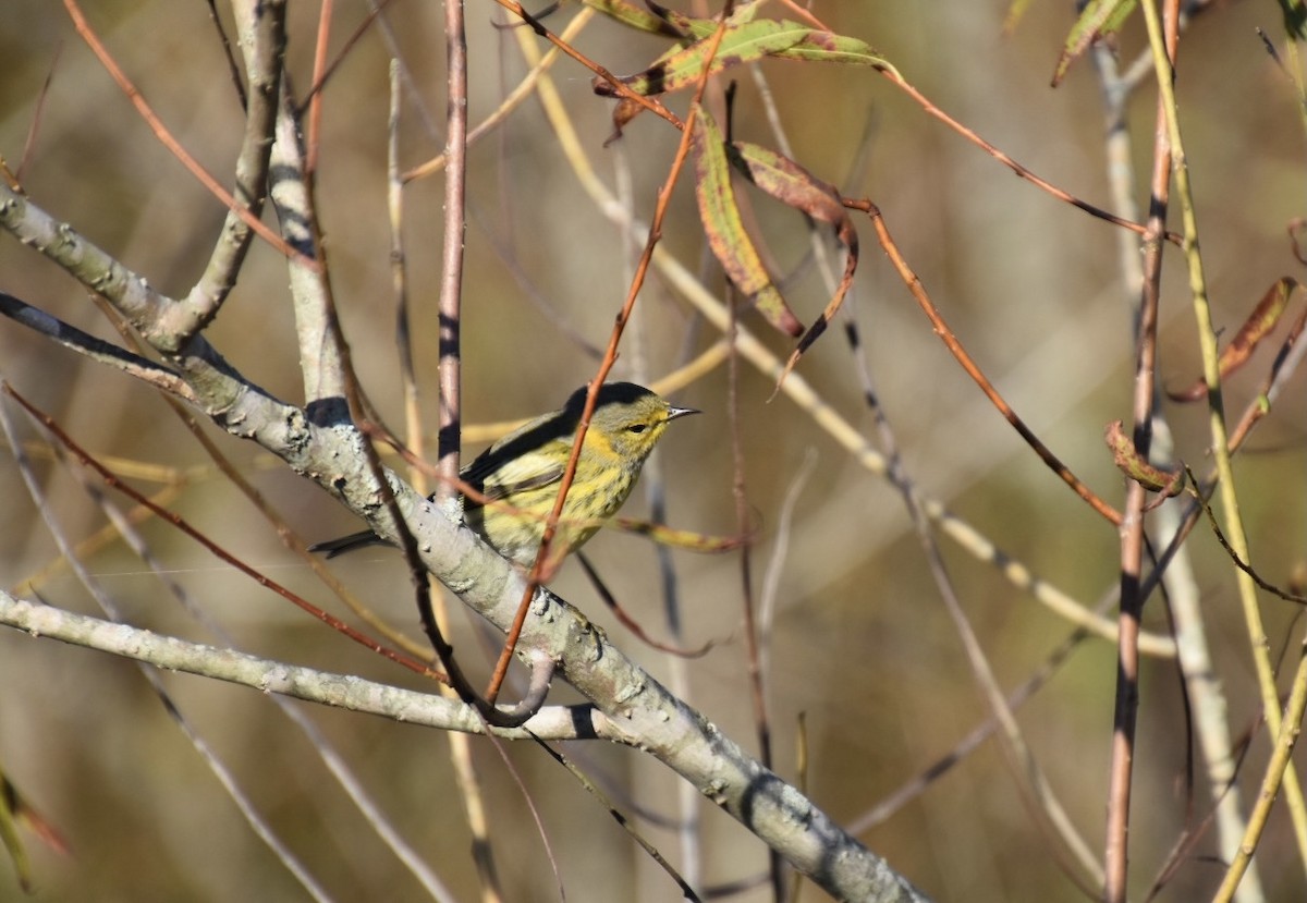 Cape May Warbler - ML372651191