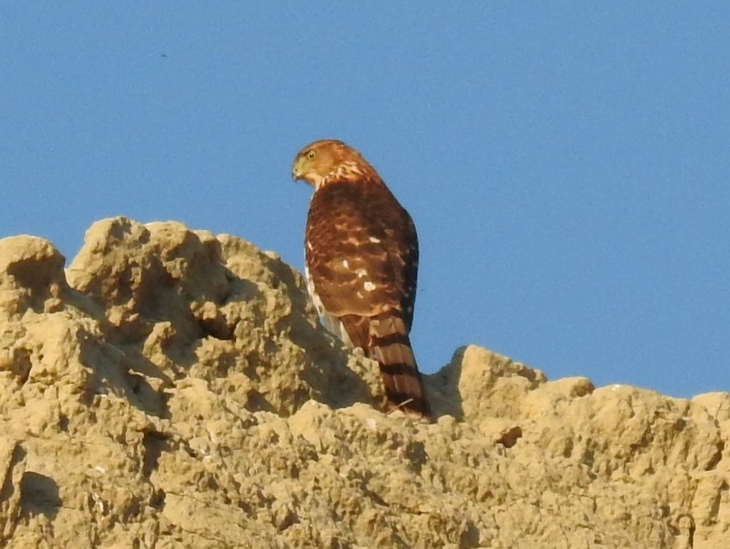 Cooper's Hawk - ML37265191