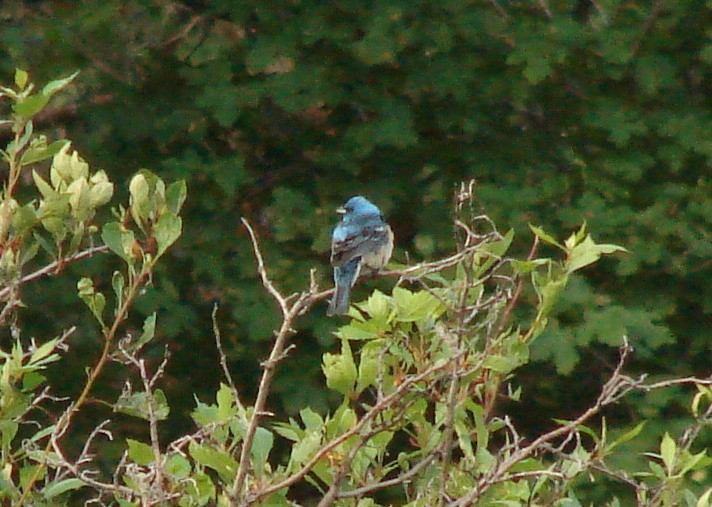 Lazuli Bunting - ML37265201