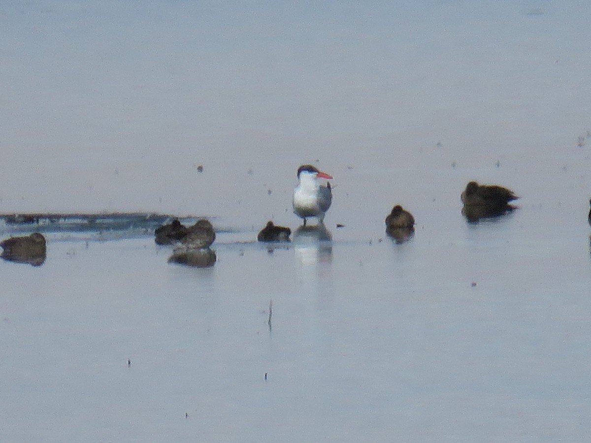 Caspian Tern - ML372653131