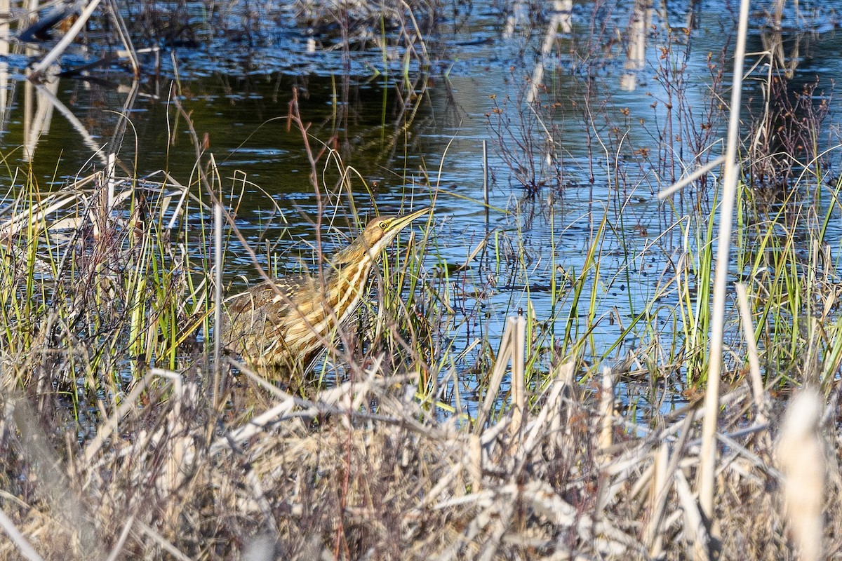 American Bittern - Alain Kemp