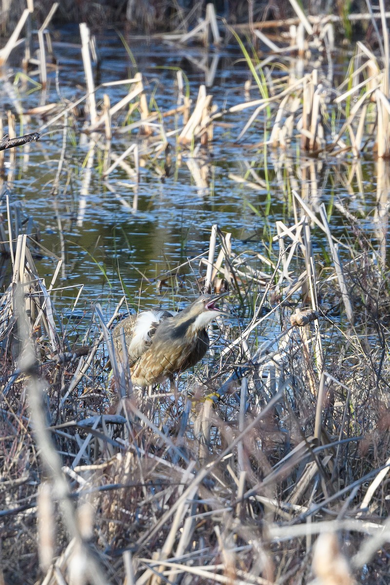 American Bittern - Alain Kemp