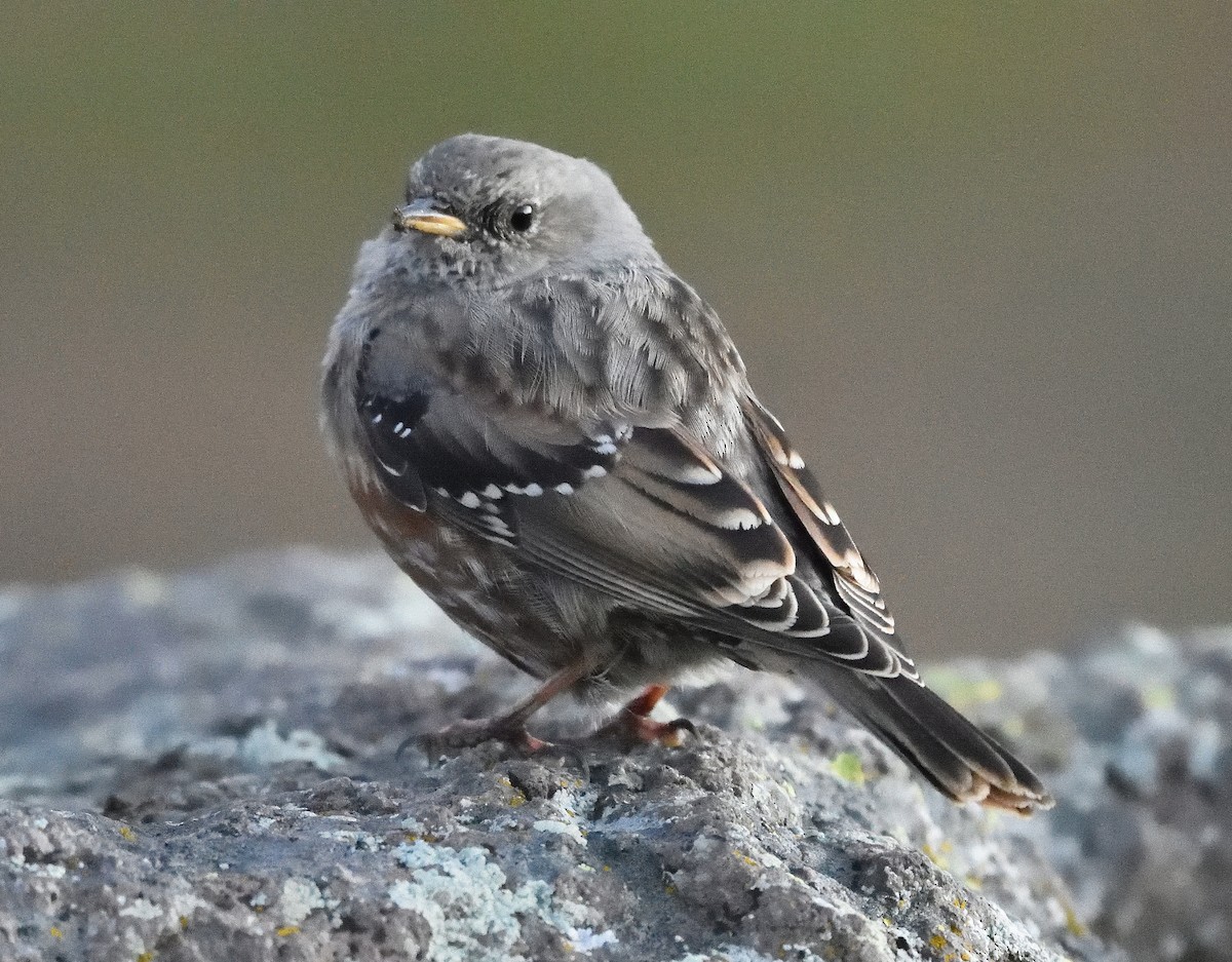 Alpine Accentor - ML372653631