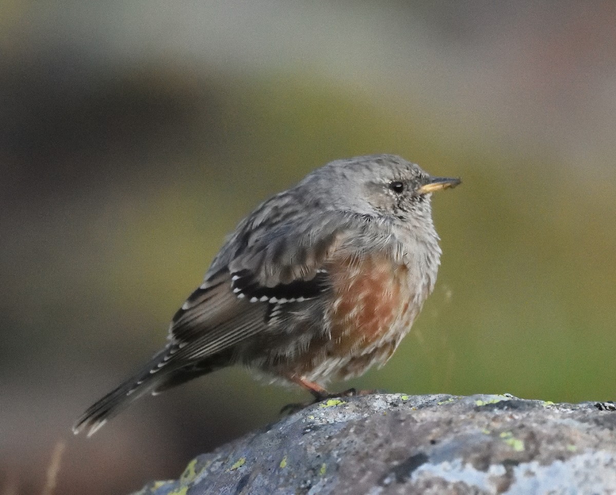 Alpine Accentor - ML372653641