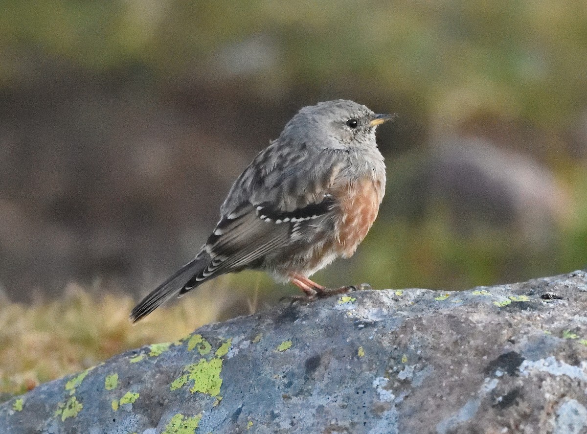 Alpine Accentor - ML372653651