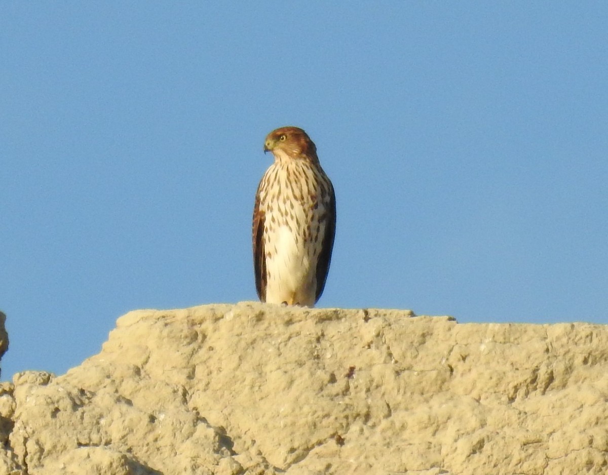 Cooper's Hawk - ML37265711