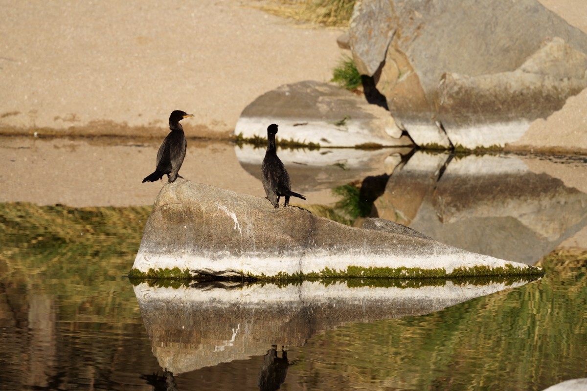 Neotropic Cormorant - ML372657541