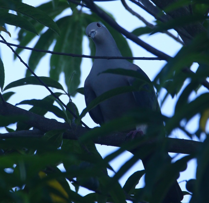 Green Imperial-Pigeon - ML372658201