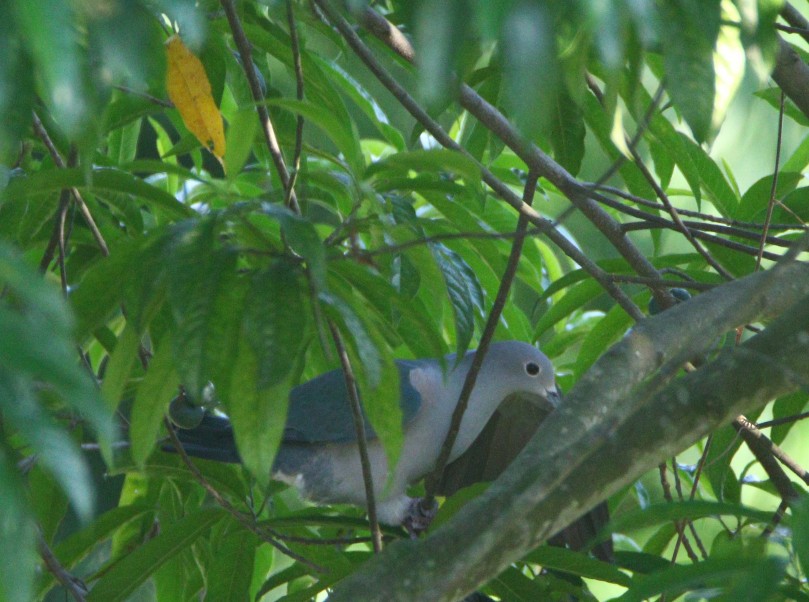 Green Imperial-Pigeon - ML372658211