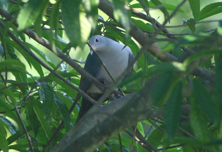 Green Imperial-Pigeon - ML372658221