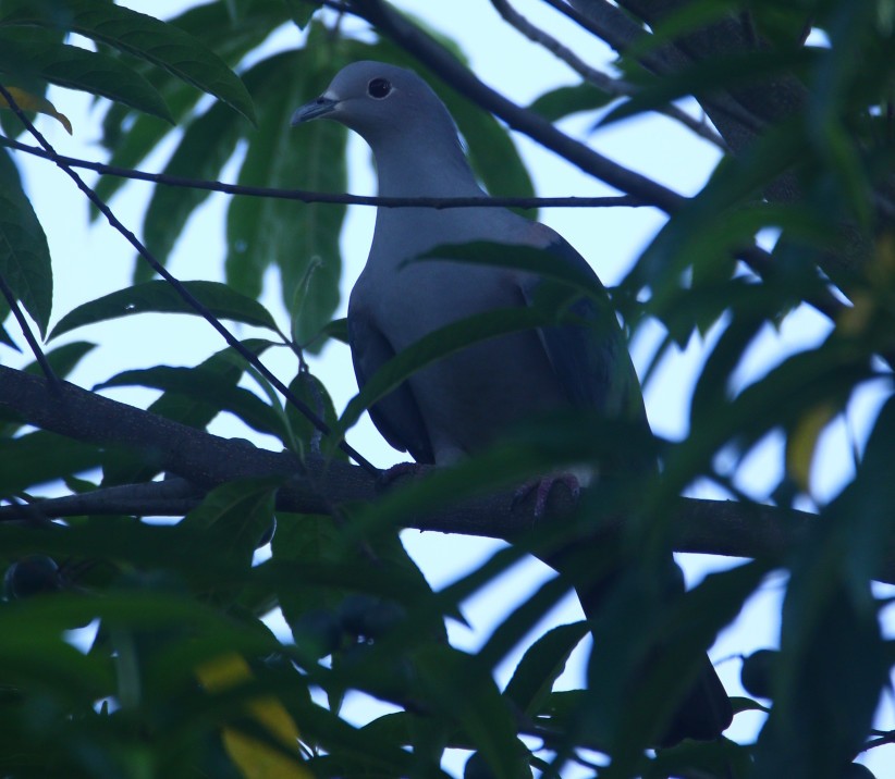 Green Imperial-Pigeon - ML372658231