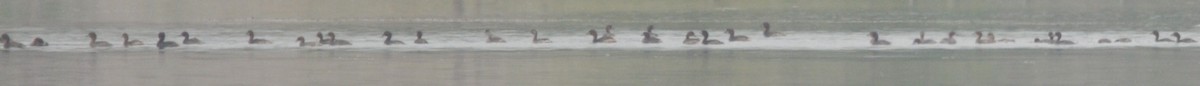 Little Grebe - ML372659331