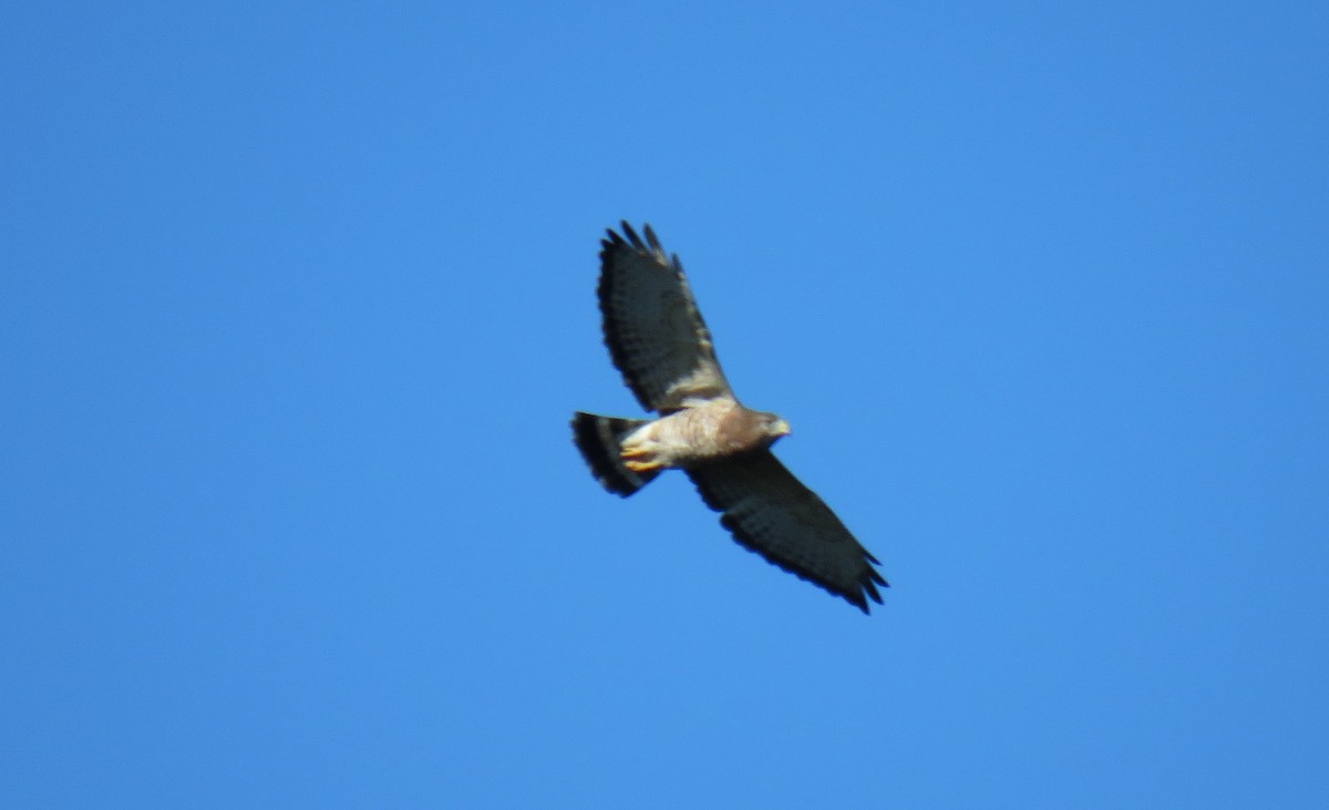 Broad-winged Hawk - ML372660221