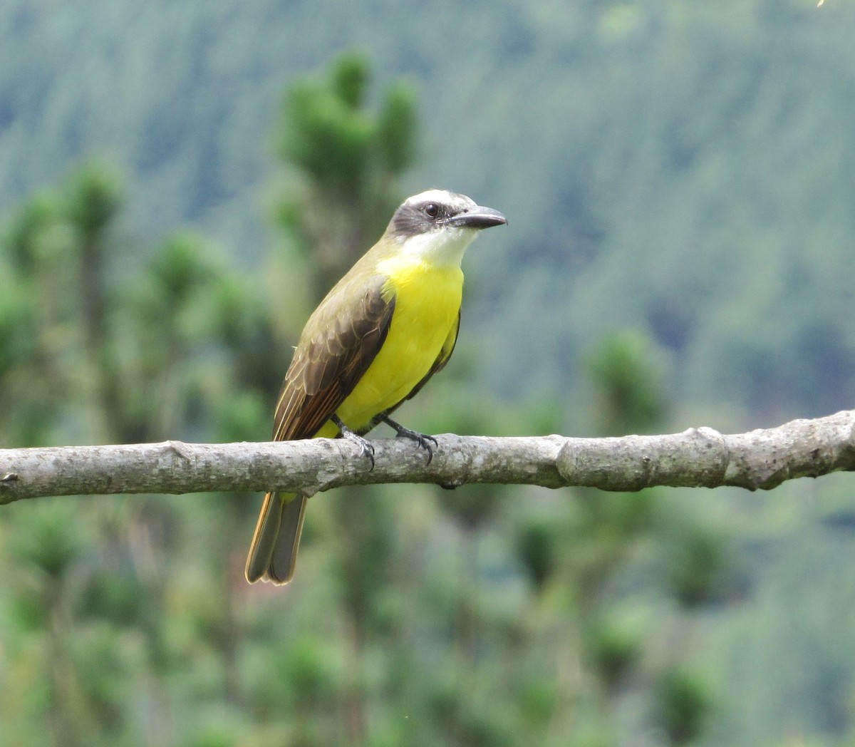 Boat-billed Flycatcher - ML372661871