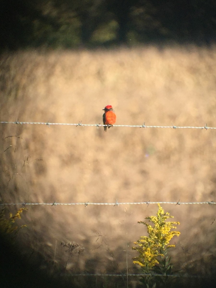Vermilion Flycatcher - ML372662811