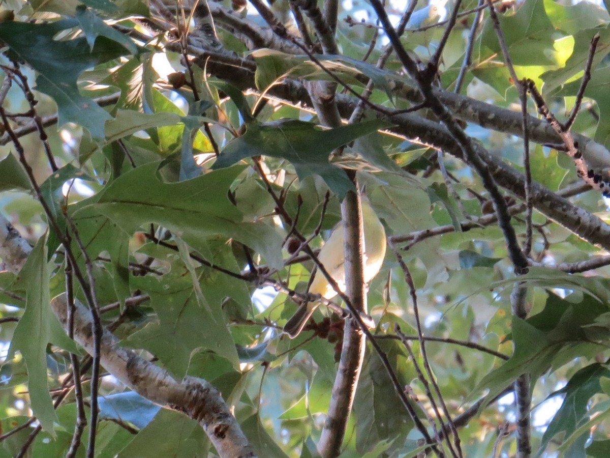 Philadelphia Vireo - Mike Manetz