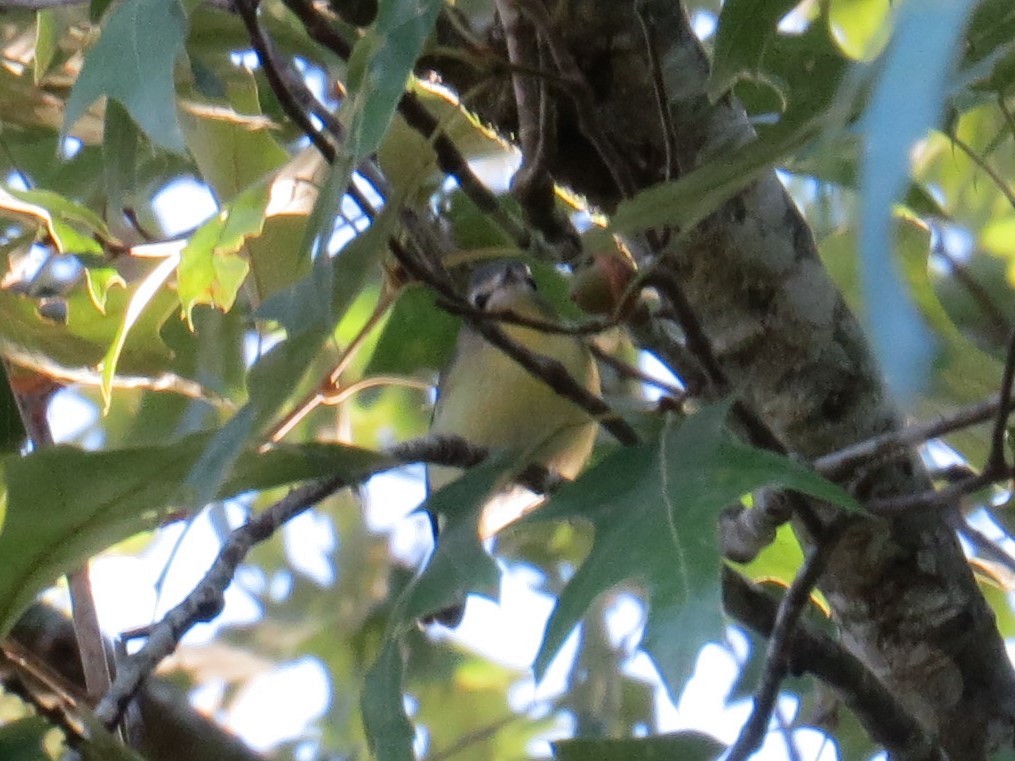 Philadelphia Vireo - ML372663691